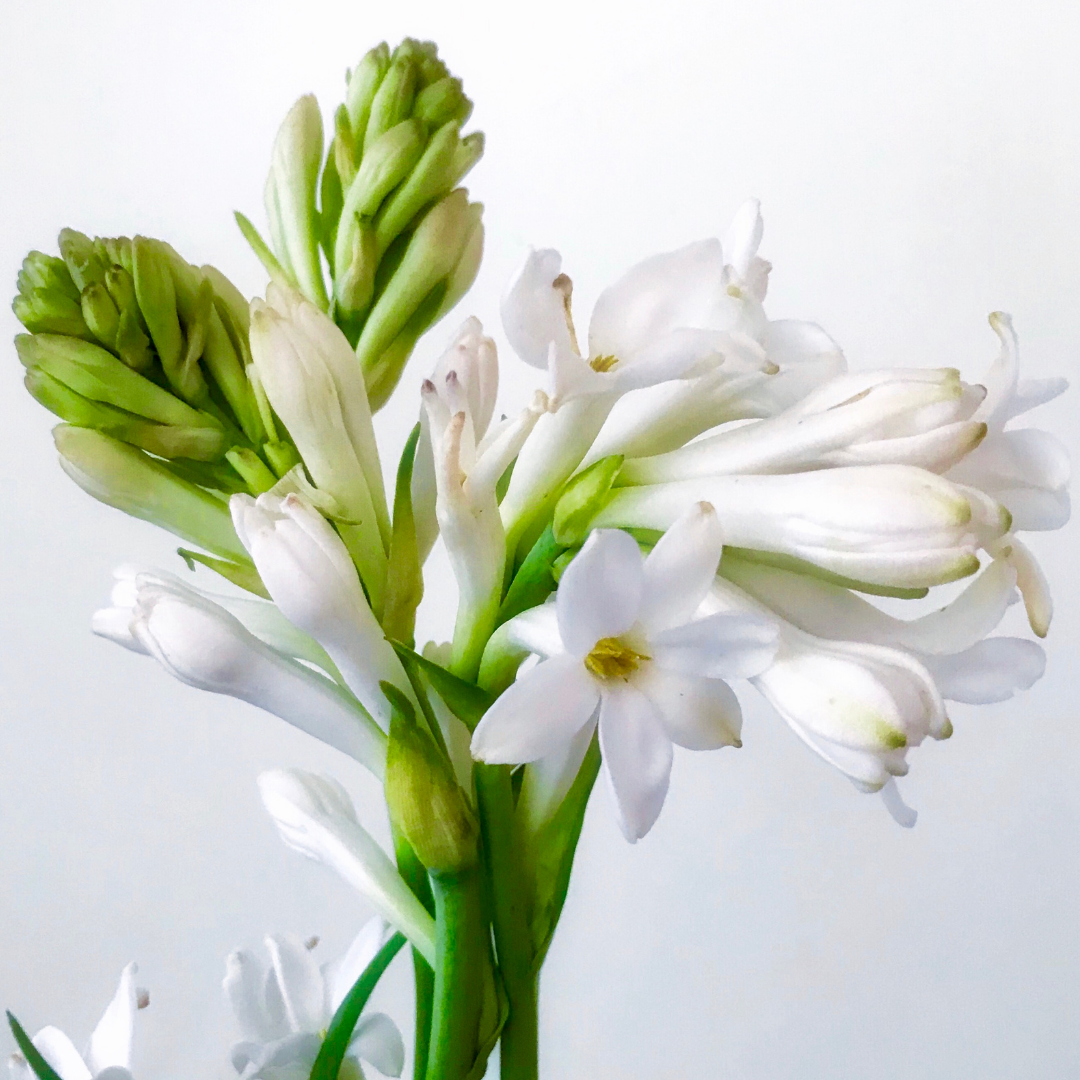 Fiore Di Nardo Olio Di Fragranza Mommy s Soaps